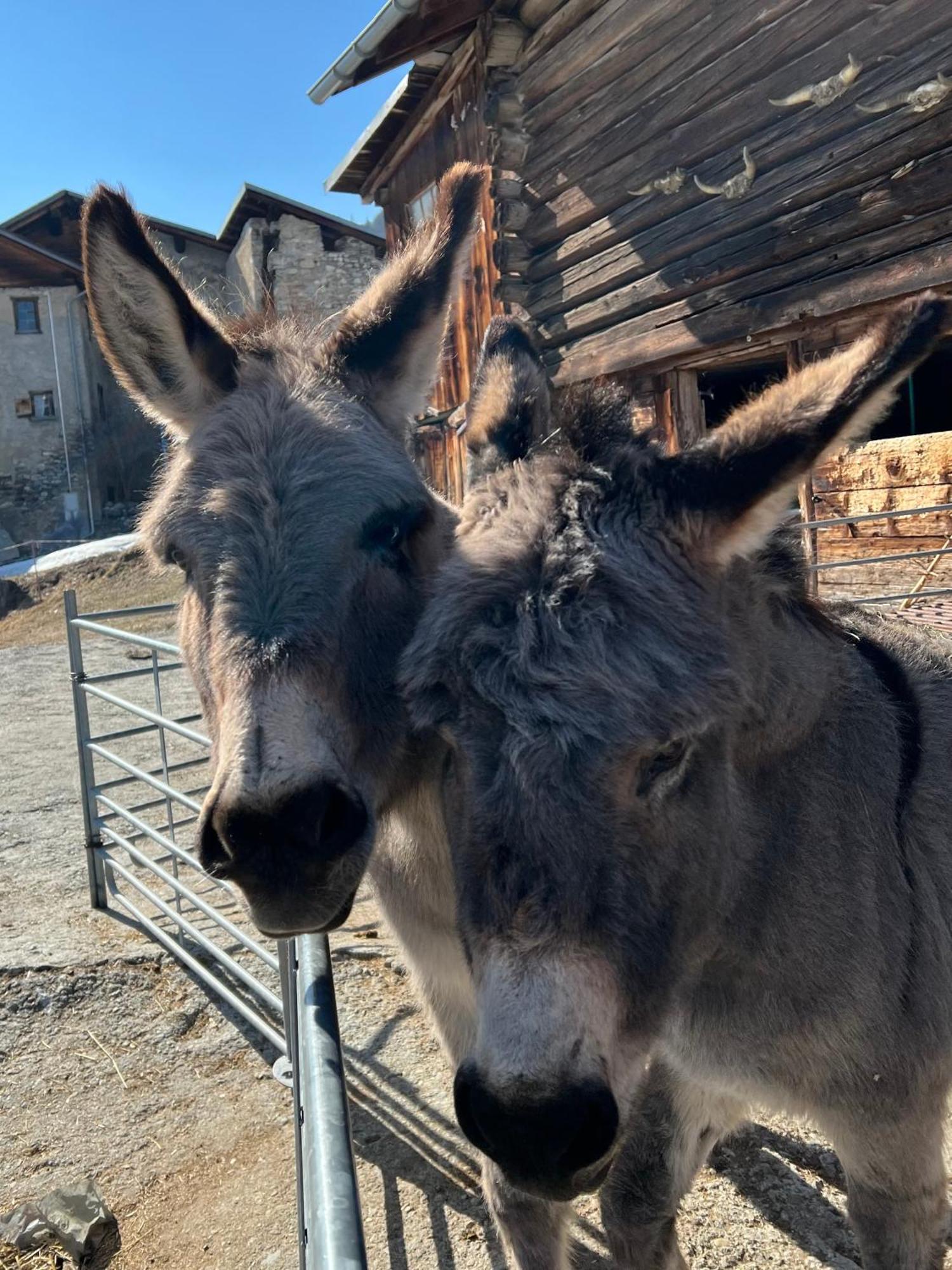 Hotel Piz Tambo Splügen Kültér fotó